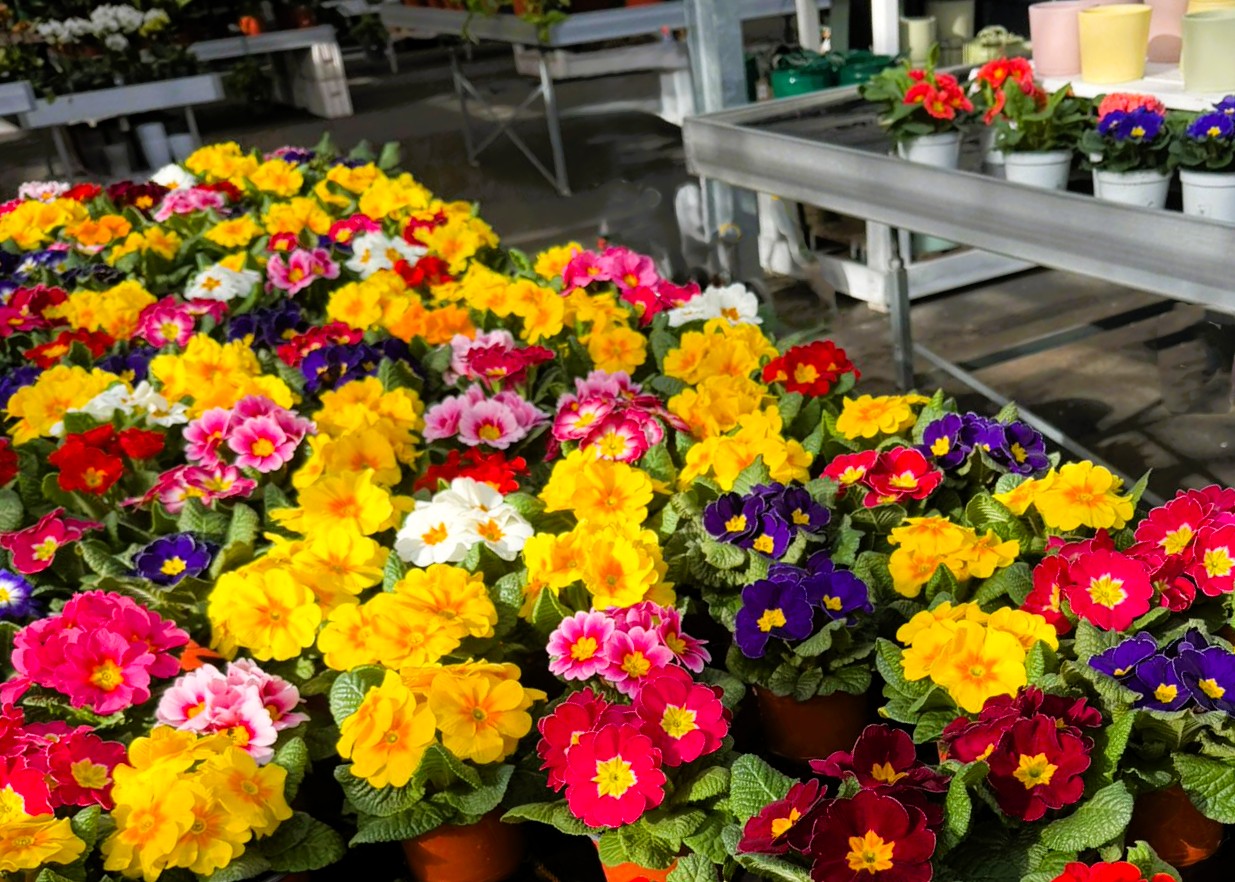 Monheimer Blumenmarkt